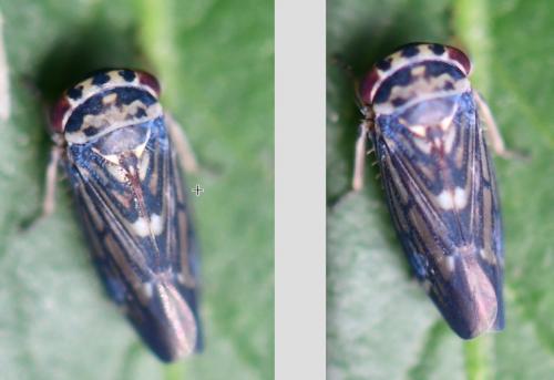 Balcanocerus larvatus